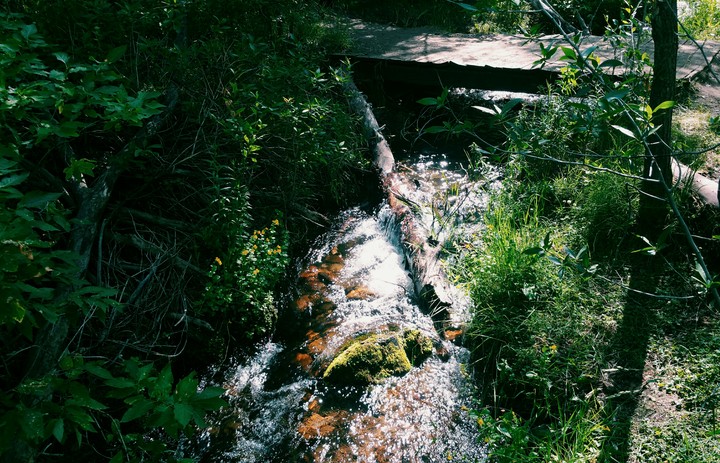 River in Forest