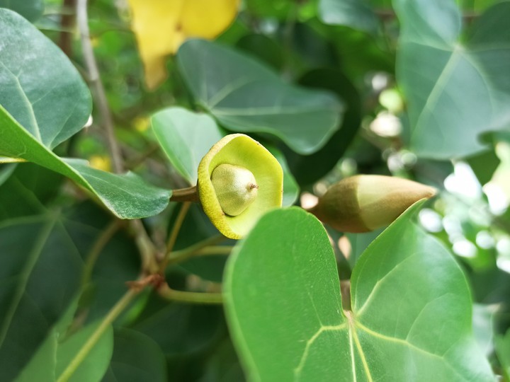 Growing Life