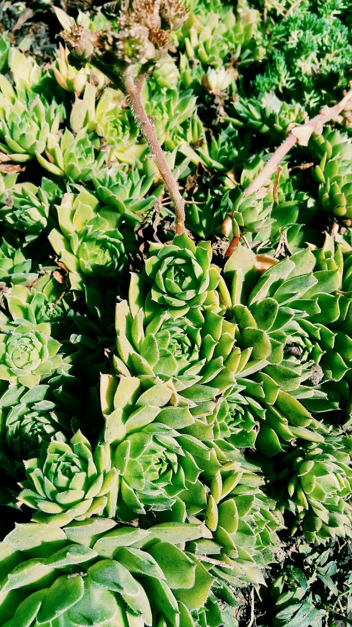 a plant of foam