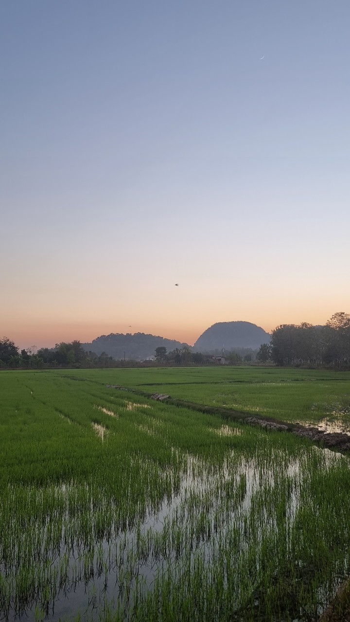 rice field