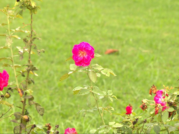 flowers