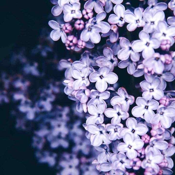 Сирень
