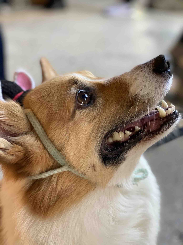 lovely pet