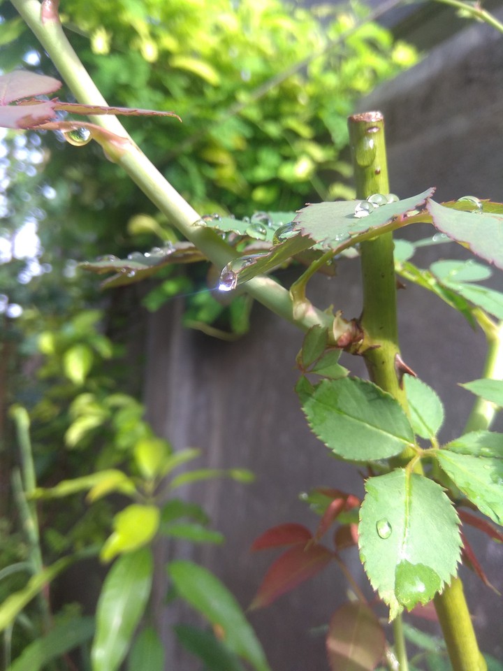 dewdrops