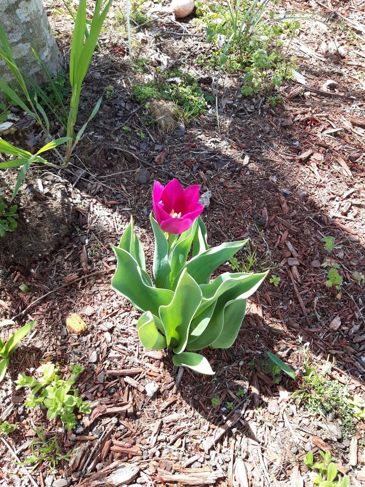 Tulip