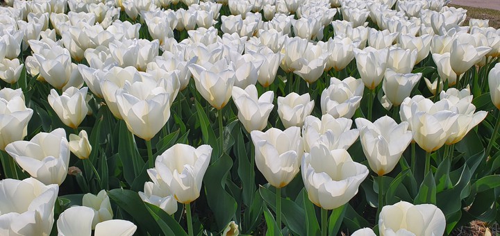 tulips