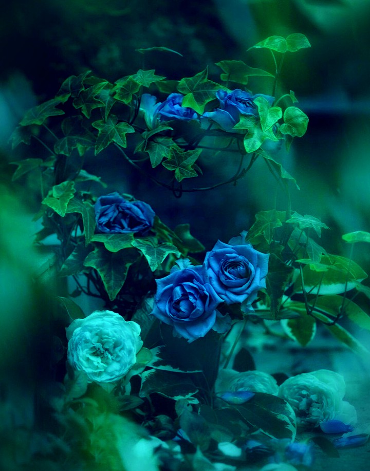 Roses