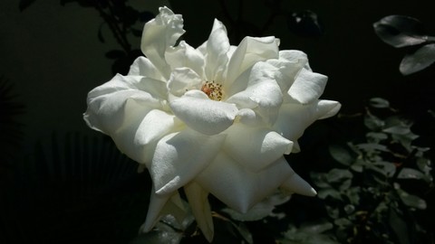 whitee rose