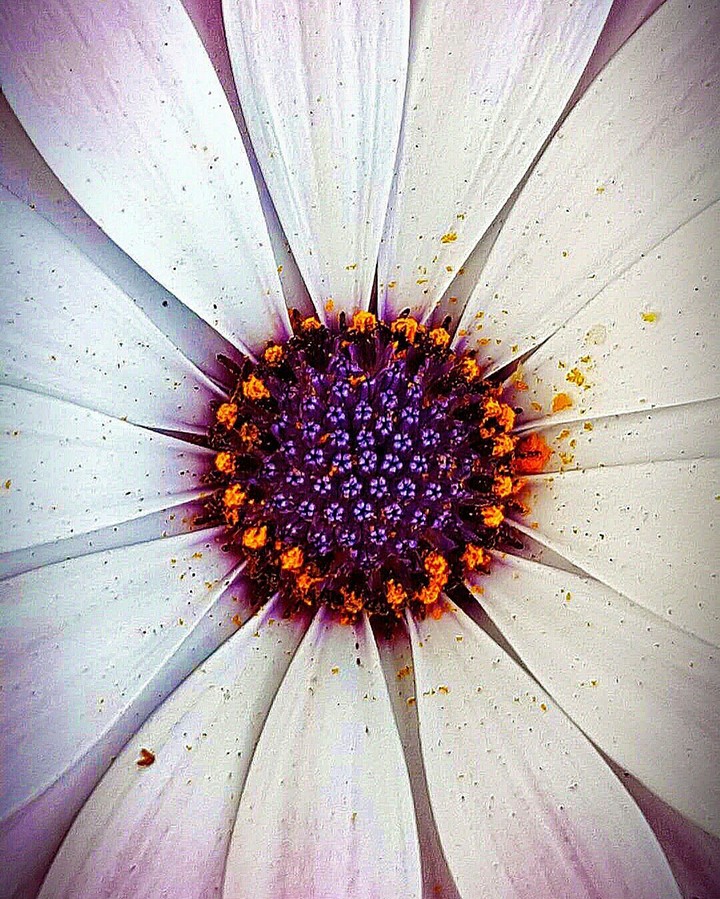 violet