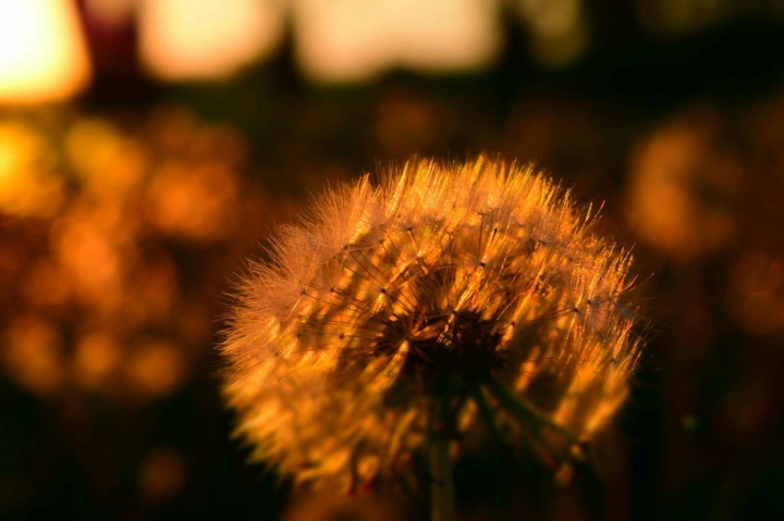 evening