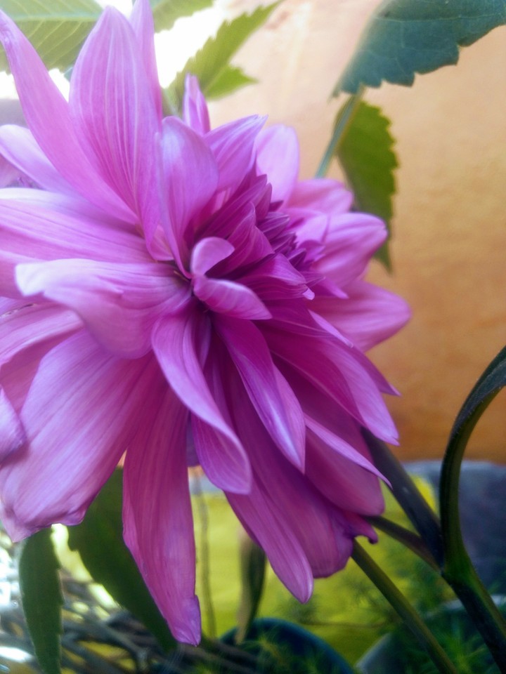 pink...