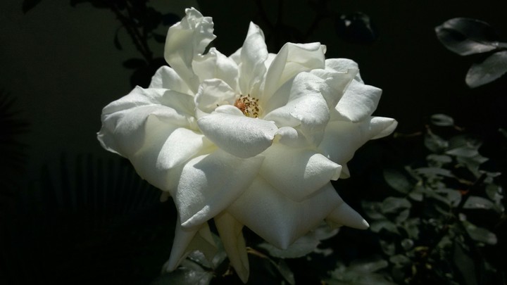 whitee rose