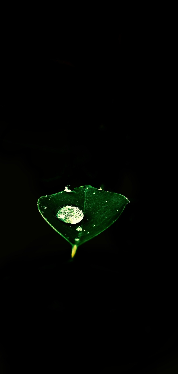 dark leaf