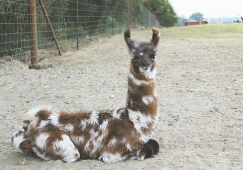 llama llama