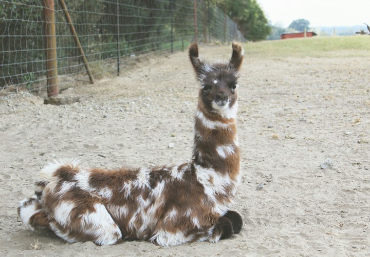 llama llama