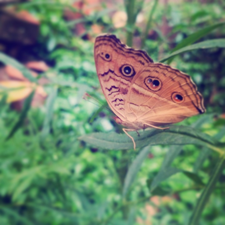 butterfly