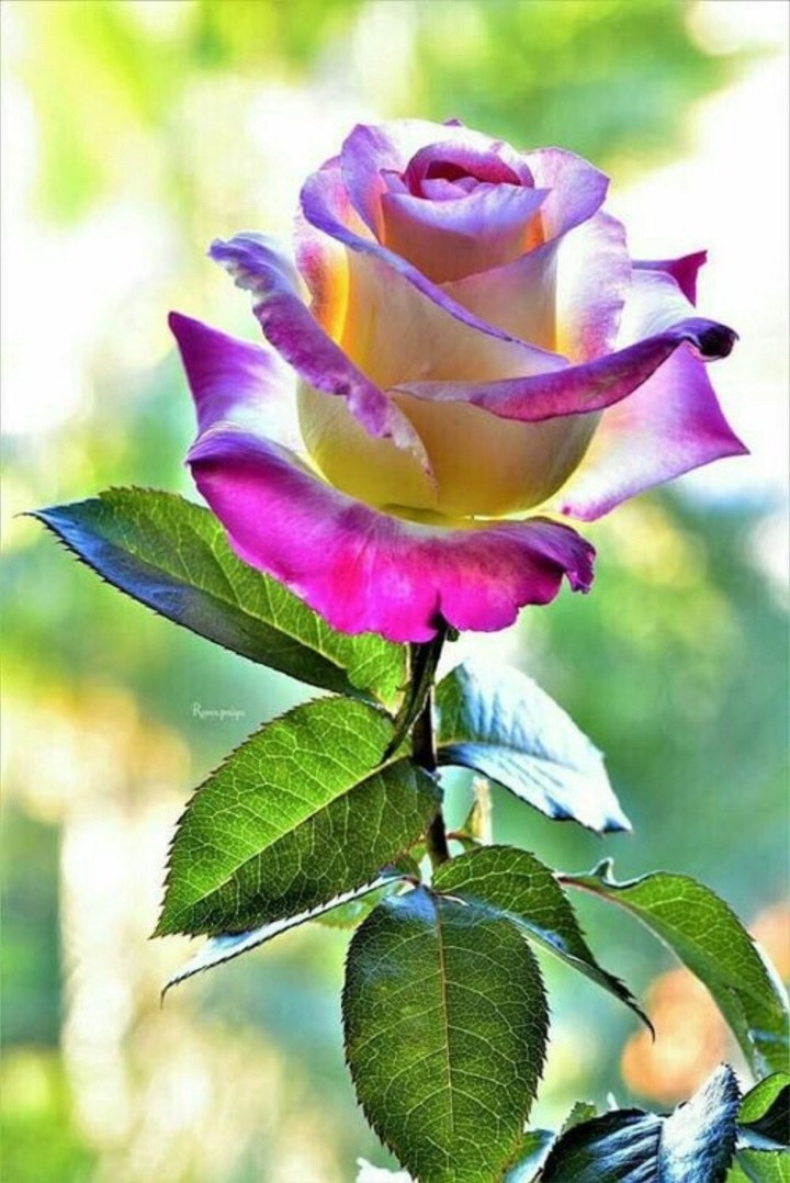 Queen Roses