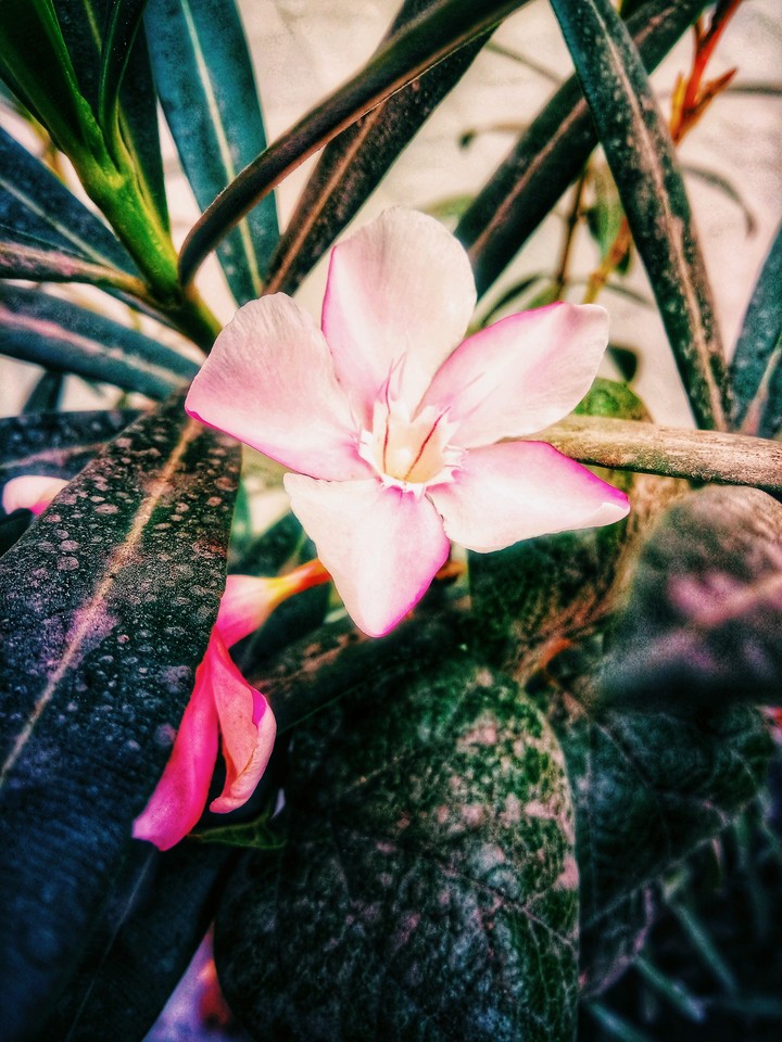 nature flower