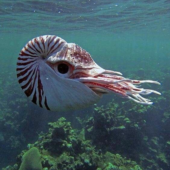 underwater world