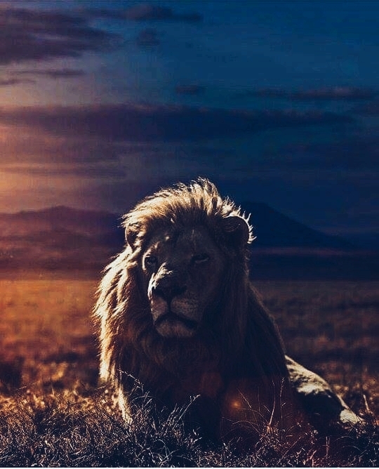 Lion at savana in evening