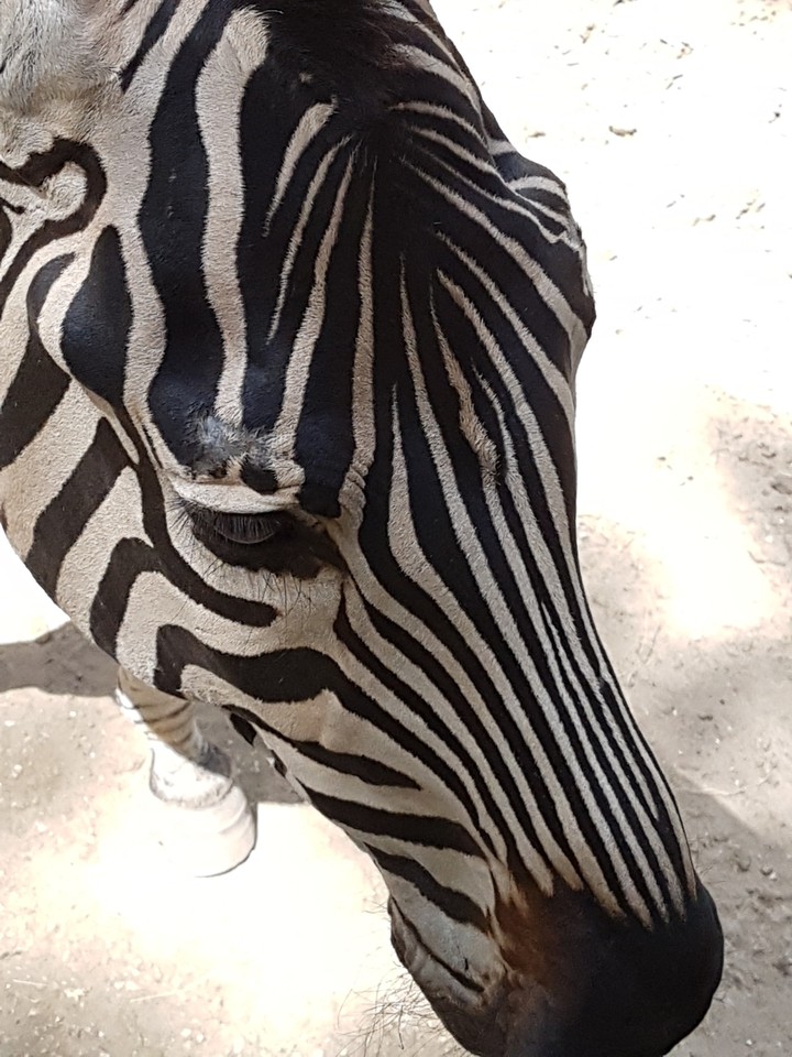 Zèbre