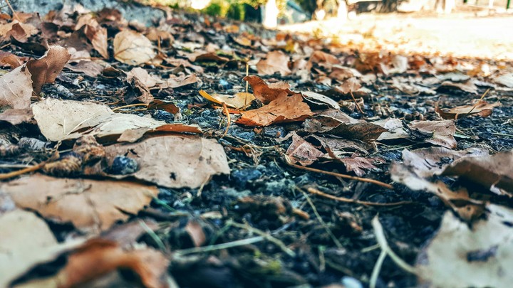 autumn leaf's