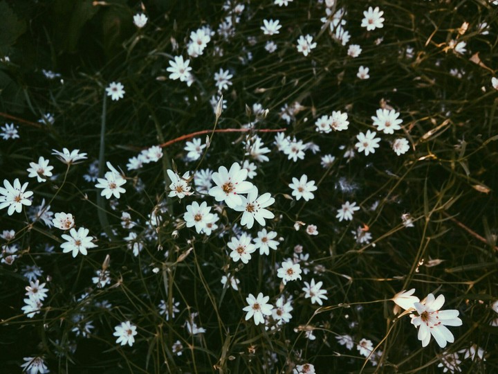 flowers