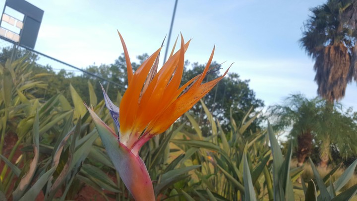 plant
