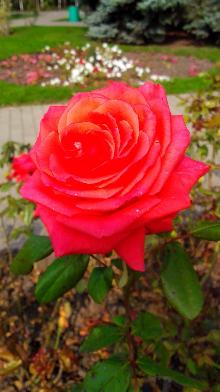 rose