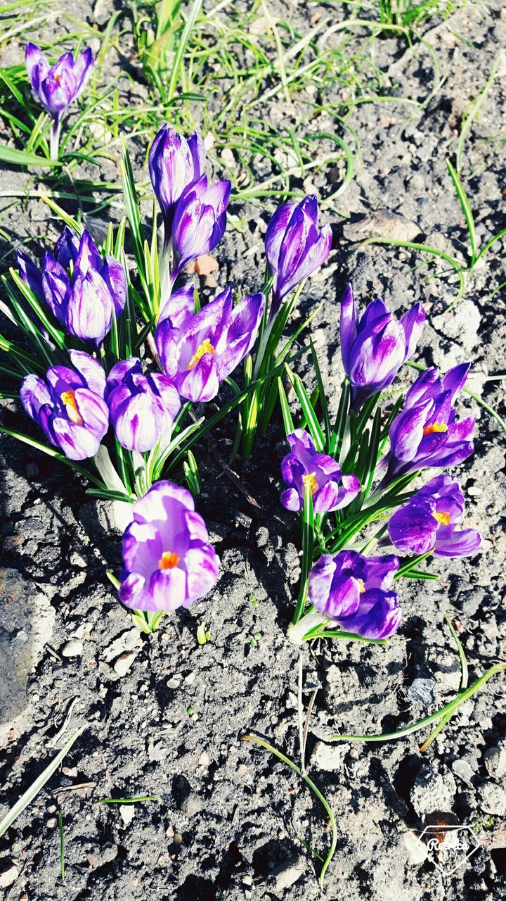 Spring