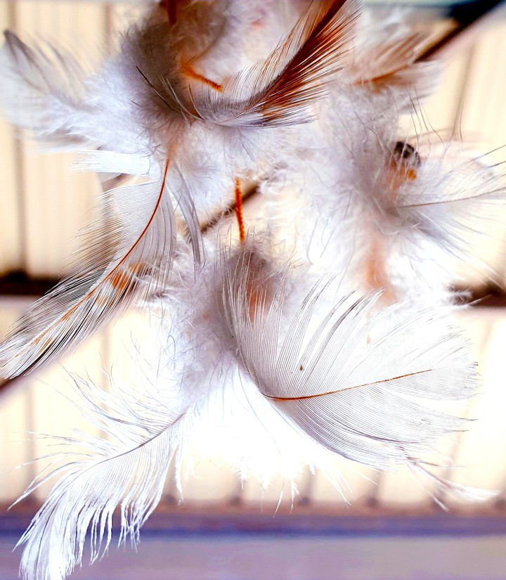 feather fly