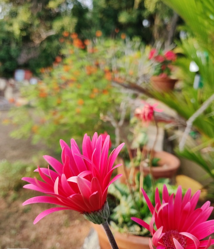 Beauty of flowers