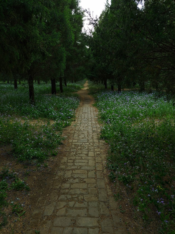 peaceful trod