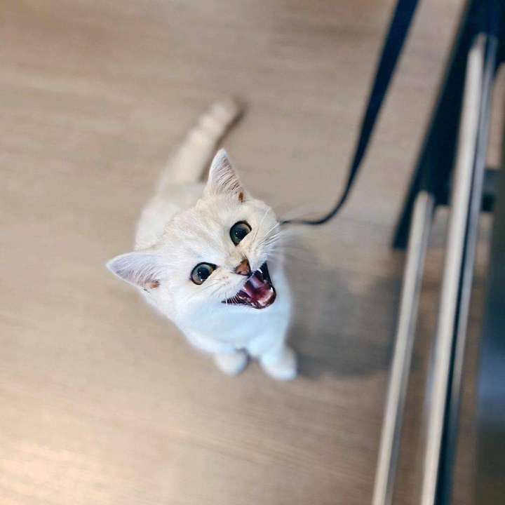 sweet cat ♥️