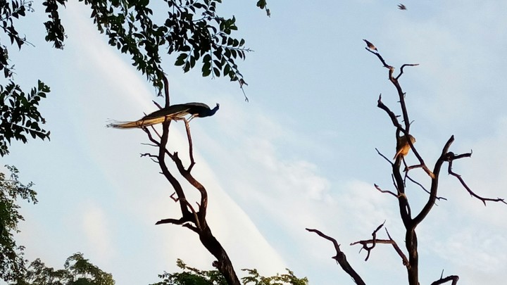 ghana bird century