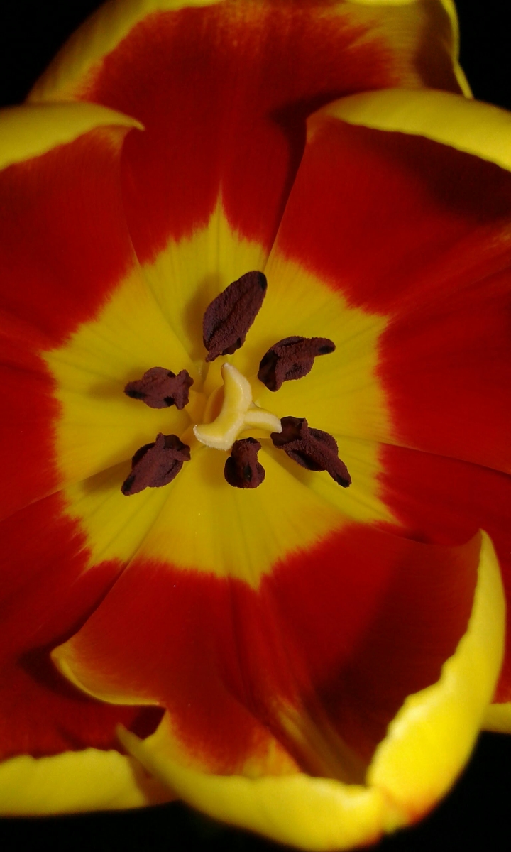 Tulipán