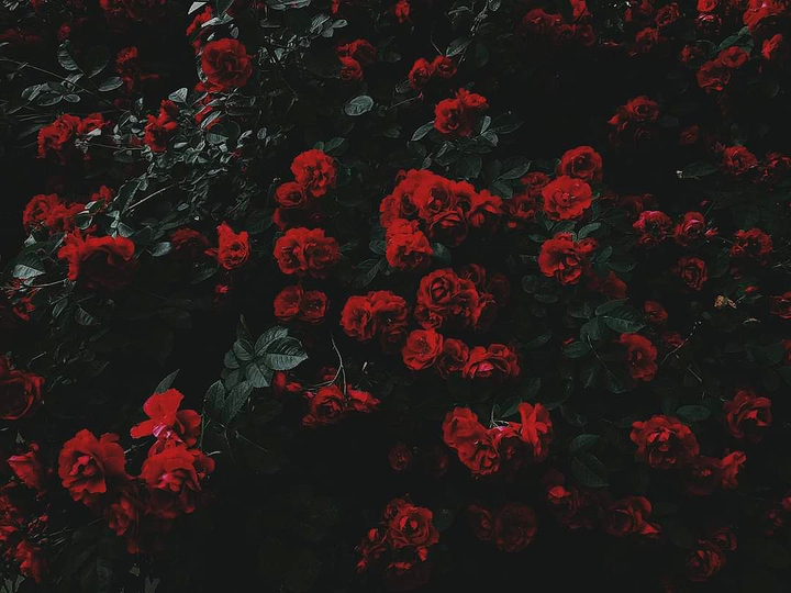 4K Flower