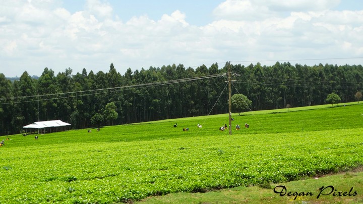 Kericho Town, Kenya. This is a Tea Farm