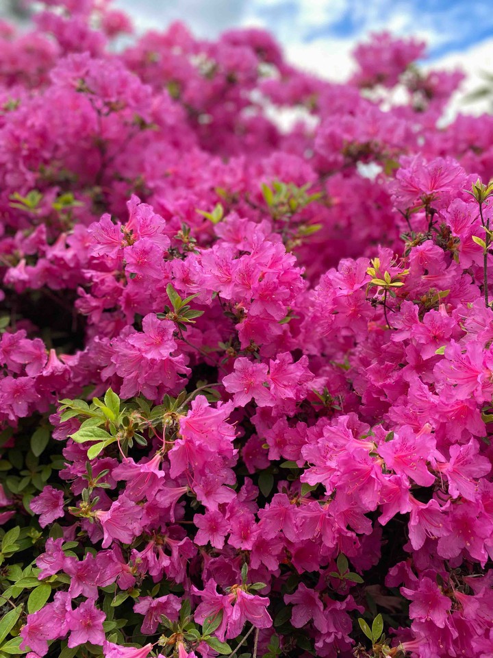 flowers