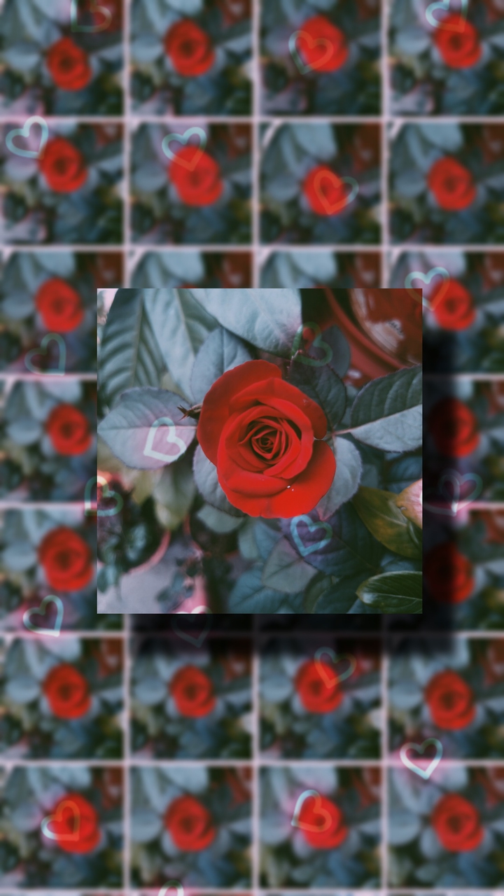 Blood rose