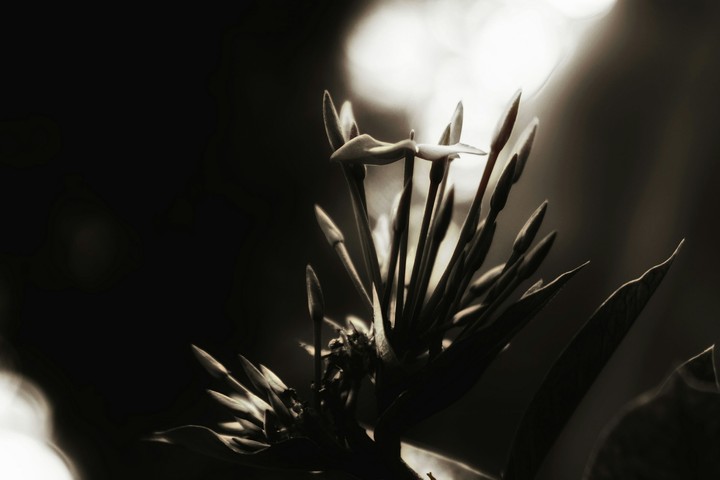 monocrome flower