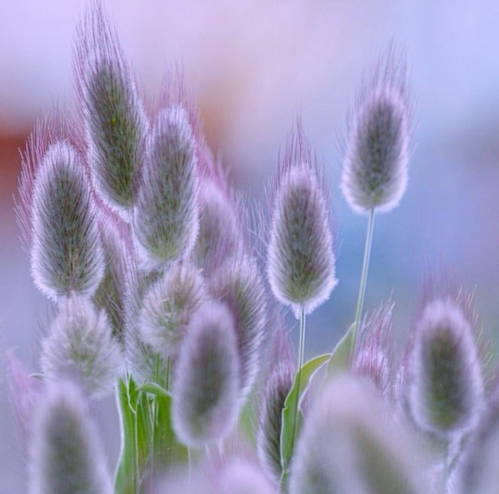 Grass.. Rabbit tail