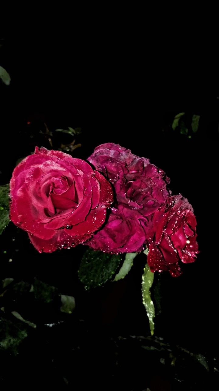 night roses