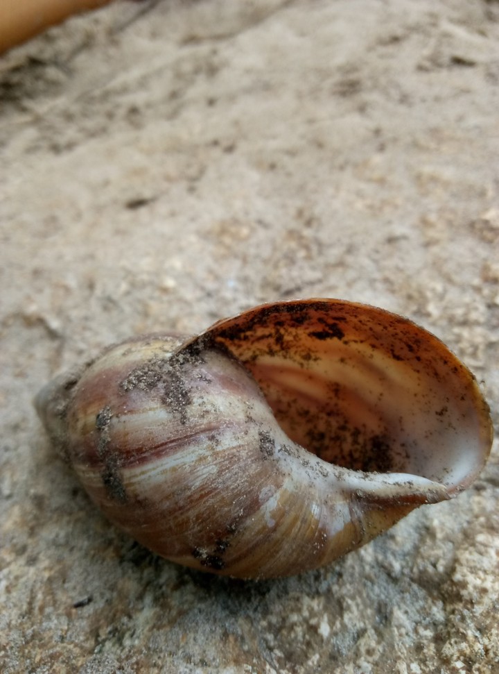 shell