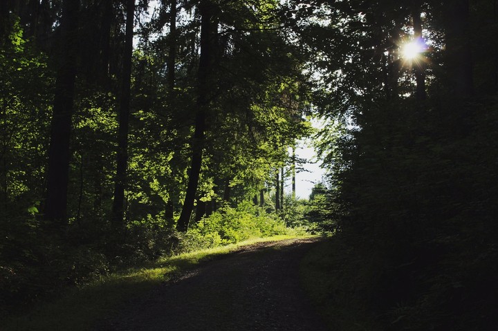 murrhardt wood