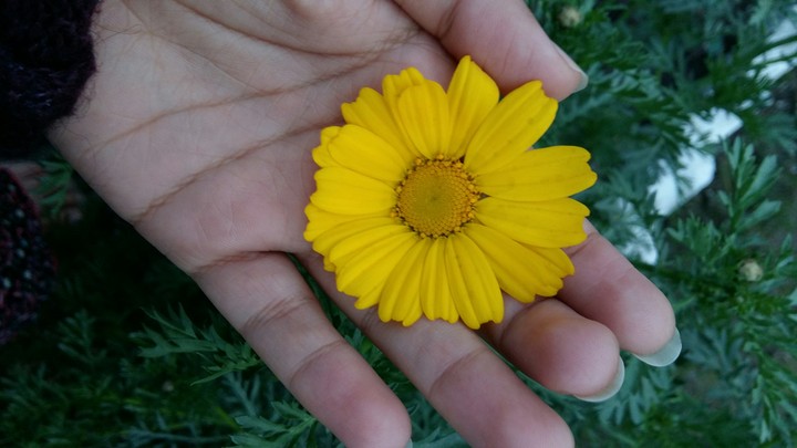 yellow flower