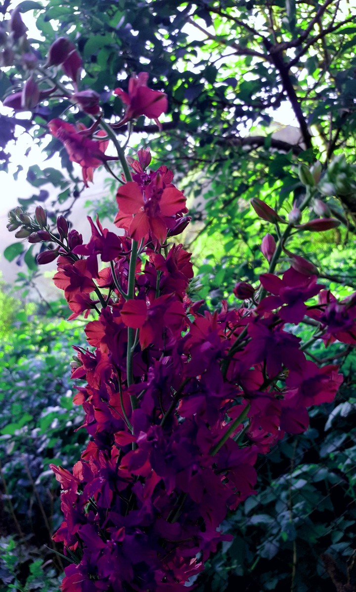 Bouquet of wild flowers