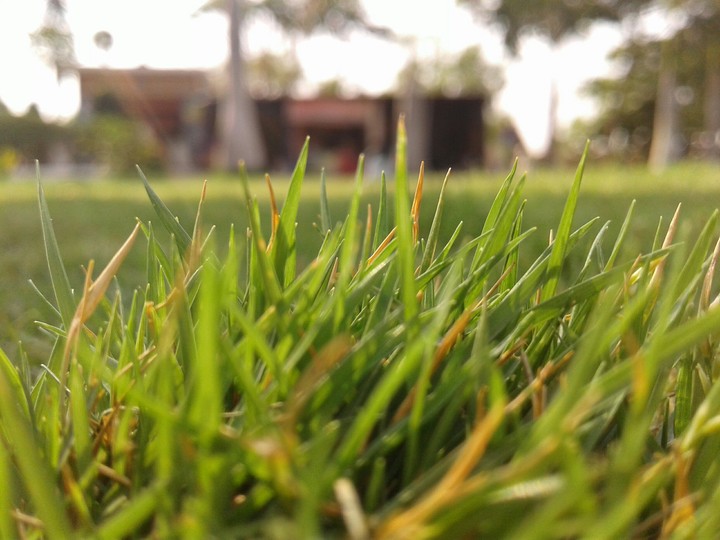 Grass