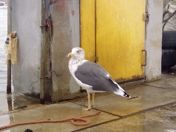 Baia de Cascais sea gull