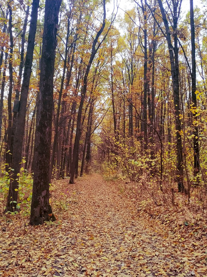autumn